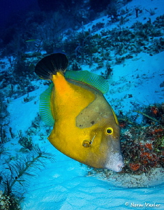 A Whitespotted Filefish in the Orange Phase photographed ... by Norm Vexler 